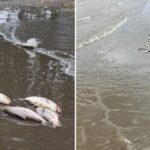 sabalos-muertos-en-punta-lara