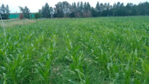 biofertilizante-ovobrand-inta-brandsen