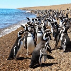pinguinos